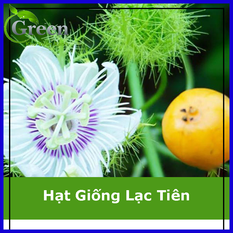 Hạt Giống Cây Chùm Bao Lạc Tiên (Nhãn Lồng)