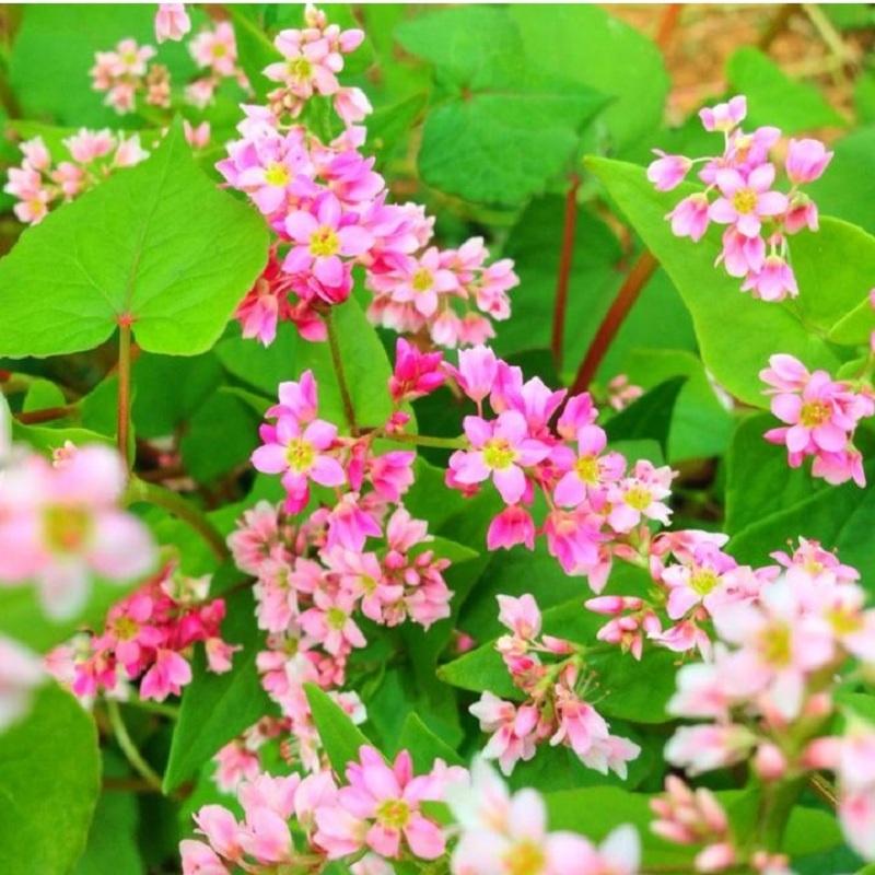 HẠT GIỐNG HOA TAM GIÁC MẠCH - 10 GRAM