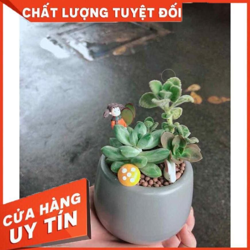 Chậu sen đá tiểu cảnh Nhiều Người Mua