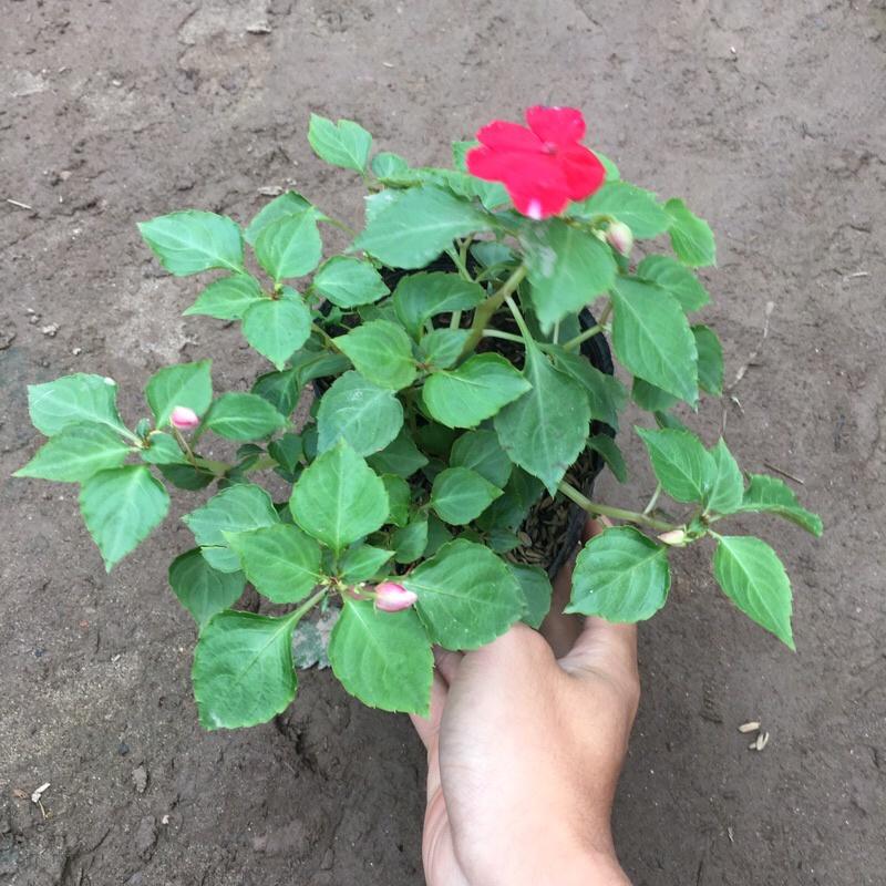 Cây ngọc thảo đơn trồng bịch đen cao 10-15cm đã có hoa và nụ như hình