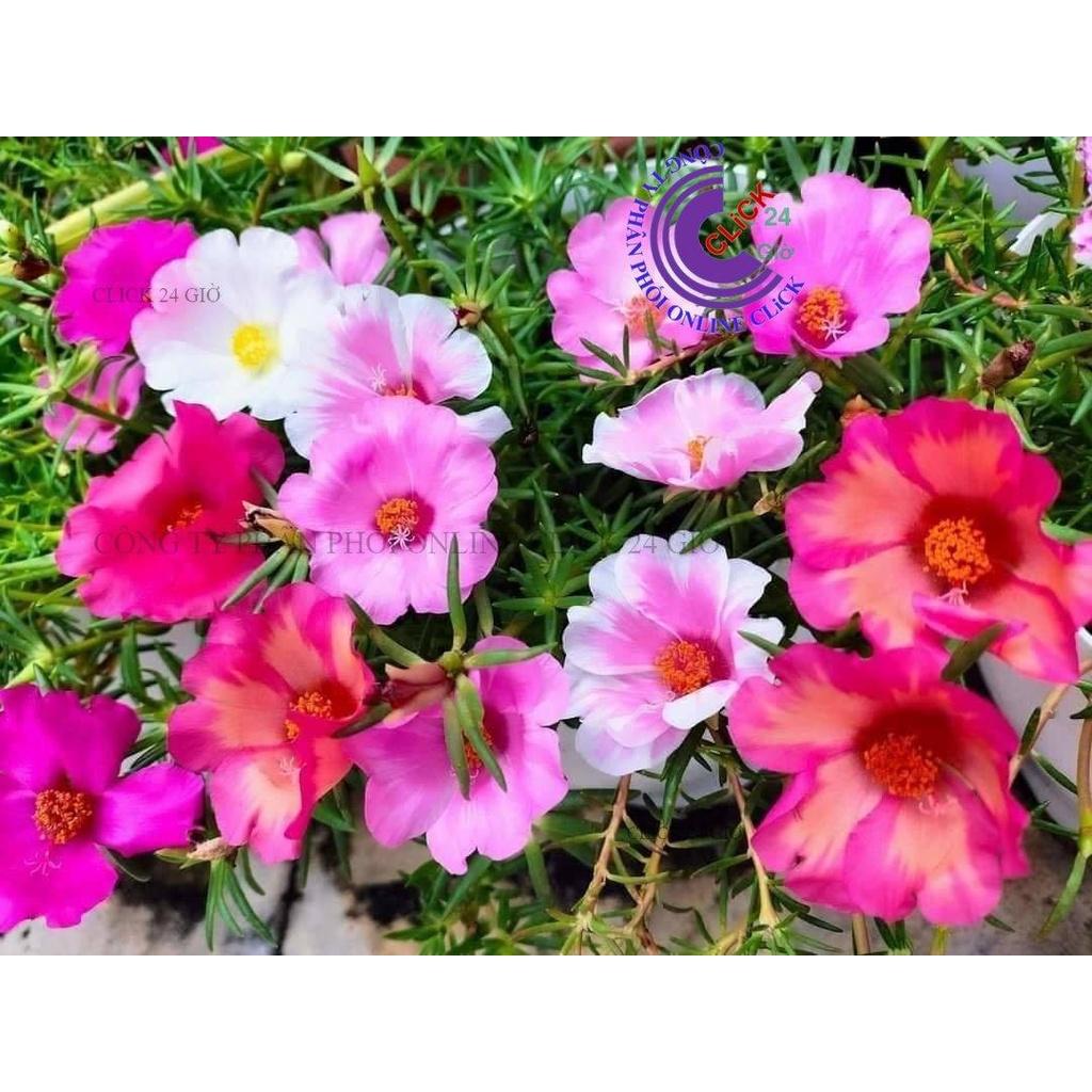 1 Ký Cành Giống Hoa Mười Giờ MỸ ĐƠN Hoa To Nở Cả Ngày Cành Tơ Siêu Khỏe GIA DỤNG THÔNG MINH PKM