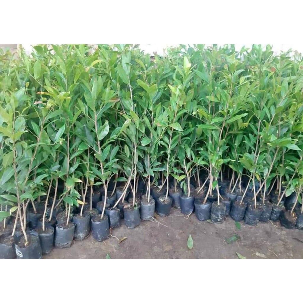 Cây giống Mai Cúc Đọt Xanh .