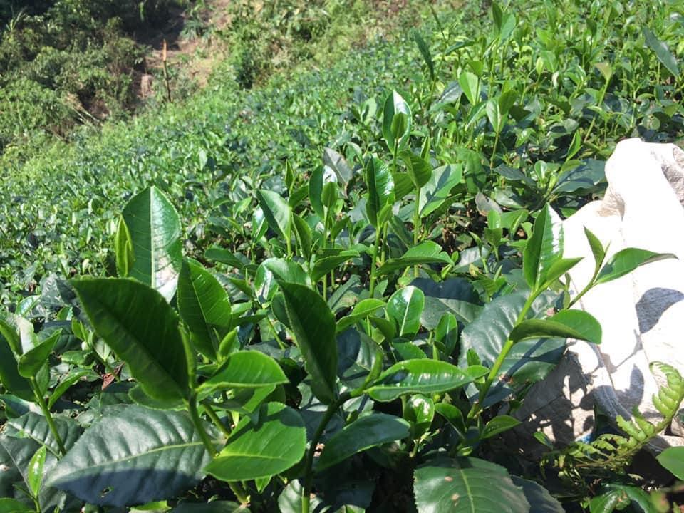 Combo 5 Cây giống trà xanh/chè xanh