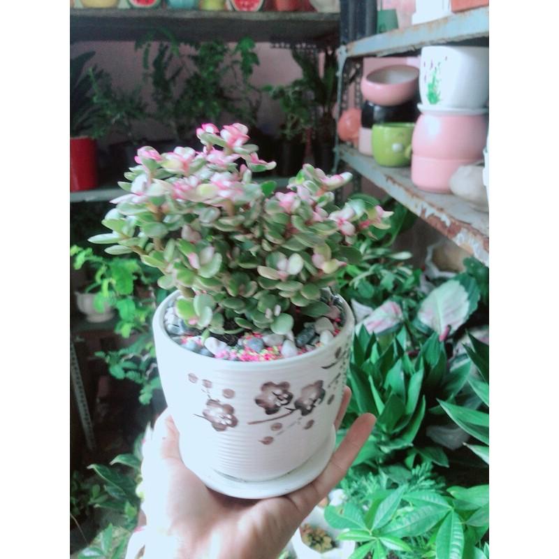 Chậu Cây Cành Vàng Lá Ngọc