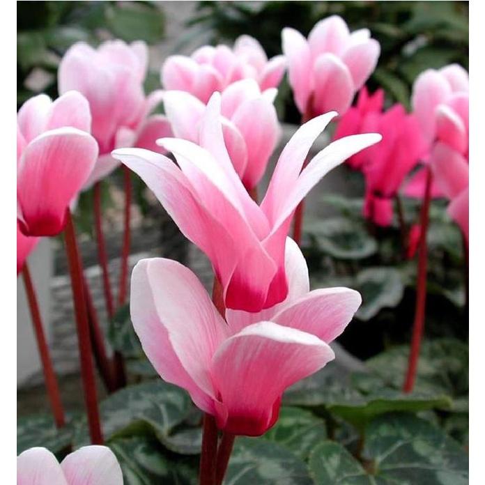 Hạt giống hoa anh thảo nhiều màu- gói 10 hạt