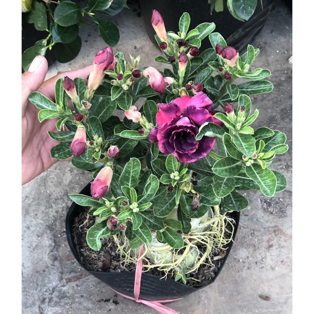 Chậu sứ Thái bông kép gốc to ST14