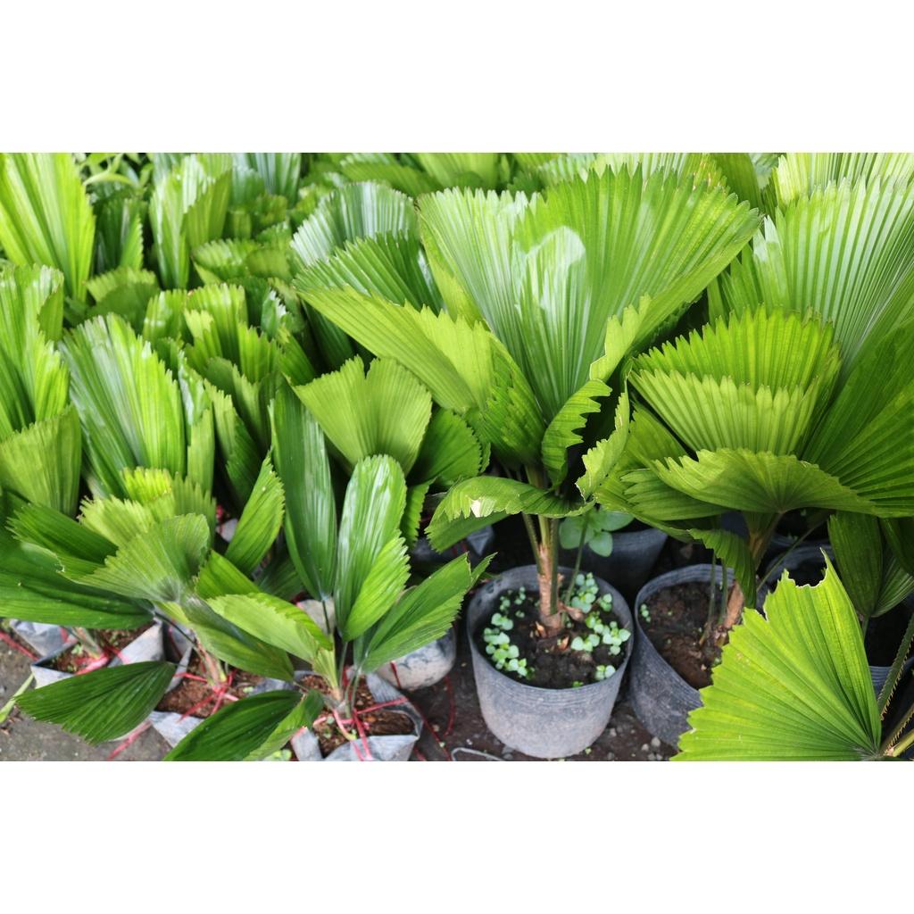 Chậu cây cọ Nhật