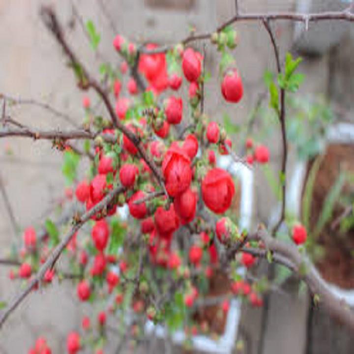 Mai Đỏ bonsai TỨ QUÝ CHẬU HOA QUANH NĂM SIÊU ĐẸP