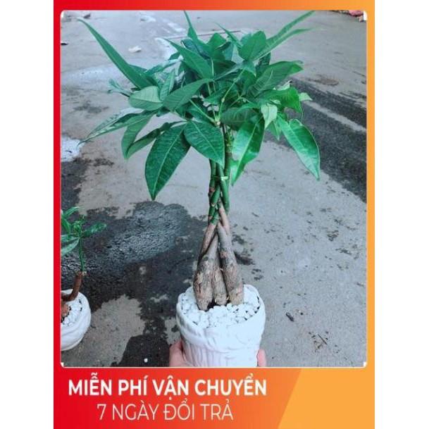 Chậu Kim Ngân 5 Thân Thắt Bính