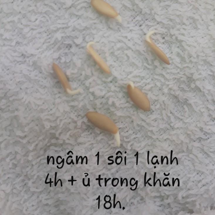 Hạt giống Dưa chuột gai baby, đóng gói 1gr