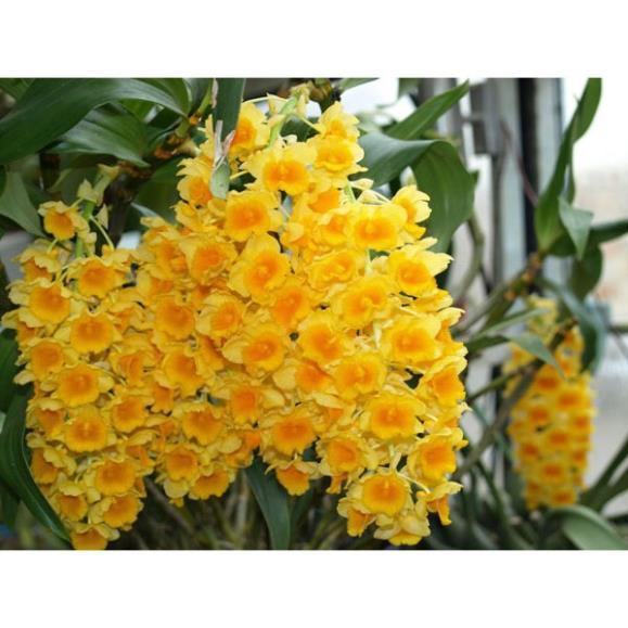 CHẬU LAN KIỀU VÀNG MỠ GÀ ,DÒNG LAN THỦY TIÊN - CHẬU TRỒNG THUẦN SIÊU ĐẸP + Tặng 01 cây dâu da đất