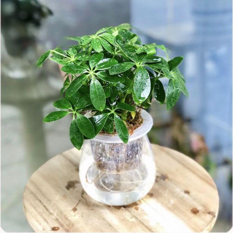 Chậu Cây Ngủ Da Bì