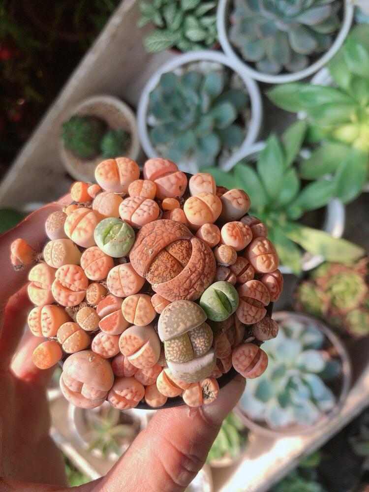 Cây Thạch Lan -Hoa Sỏi-Thạch Lan