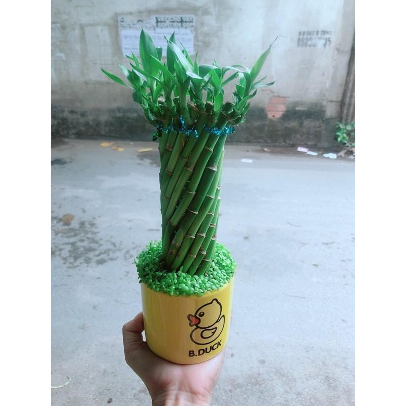 Chậu Trúc Phát Tài