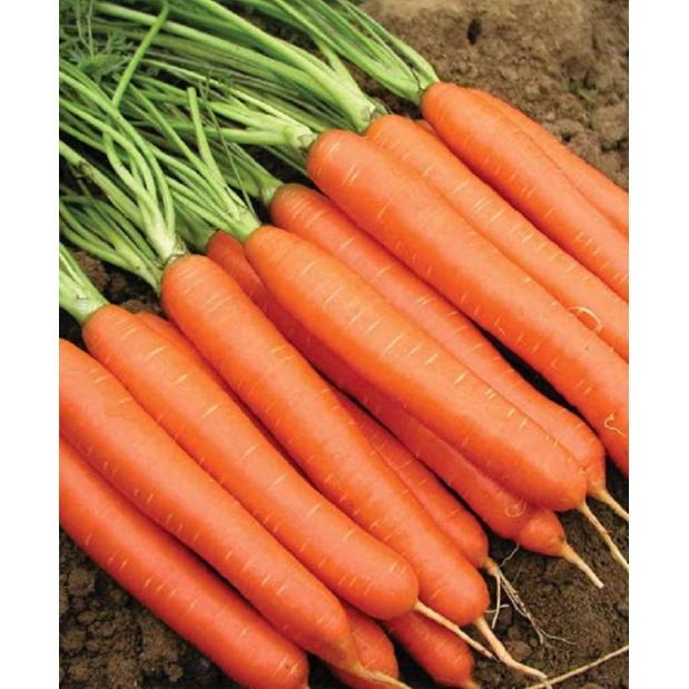 Hạt giống cà rốt chịu nhiệt-gói 100 hạt/tặng kèm gói phân bón lót