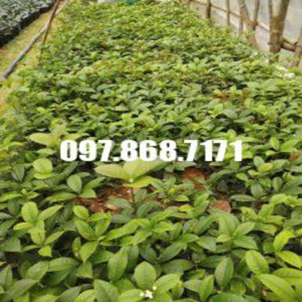 Cây mộc hương