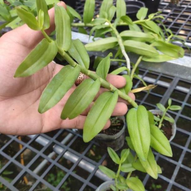 Hoa Lan Giả hạc 5ct Họng Hồng