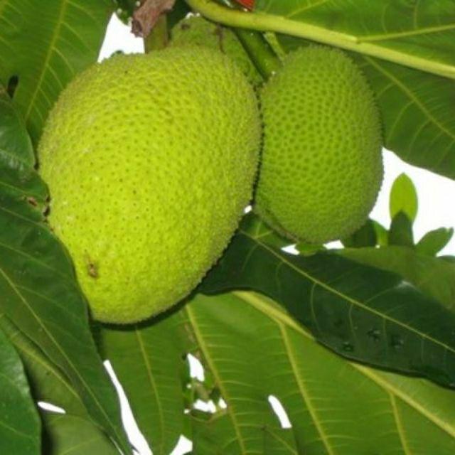 Cây sake giống