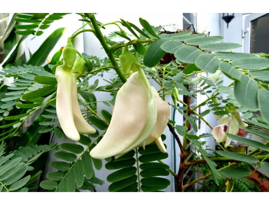 Hạt Giống Cây So Đũa – Điền Thanh Hoa Lớn - Giống Cỏ Chăn Nuôi - Hạt Giống Cỏ Chăn Nuôi động vật