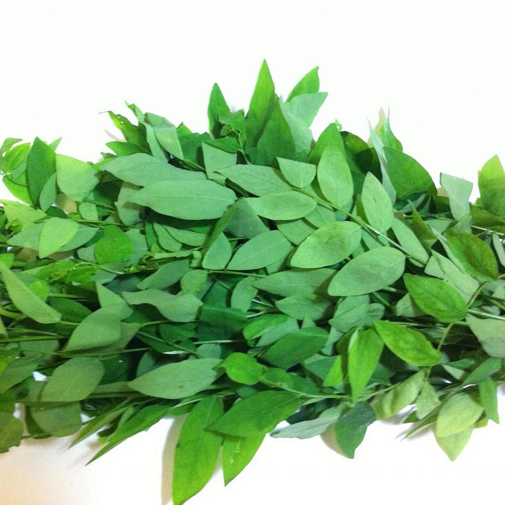 Hạt Giống Rau Bồ Ngót