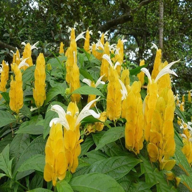 Cây rồng nhả ngọc đang nụ hoa cao 80cm-1m