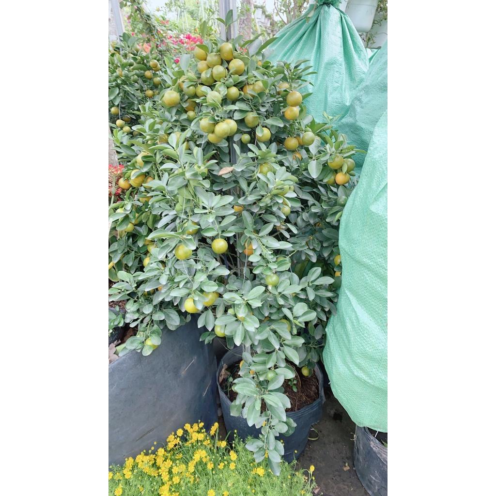 Cây Quất Cao 1m4-1m6