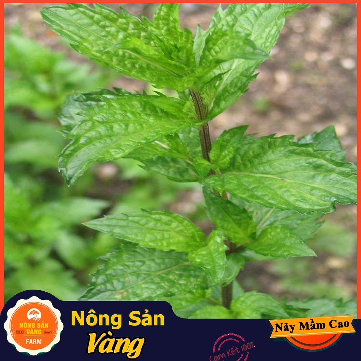 Hạt giống Cây Bạc Hà, Bạc Hà Cay Peppermint ( Gói 100 Hạt ) - Nông Sản Vàng