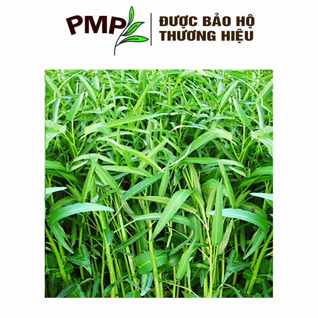 Hạt Giống Rau Muống Lá Tre PMP 10g