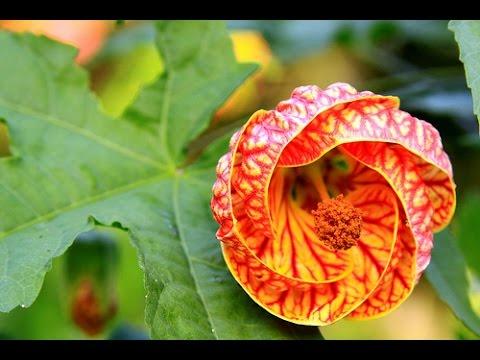 CÂY GIỐNG HOA LỒNG ĐÈN.