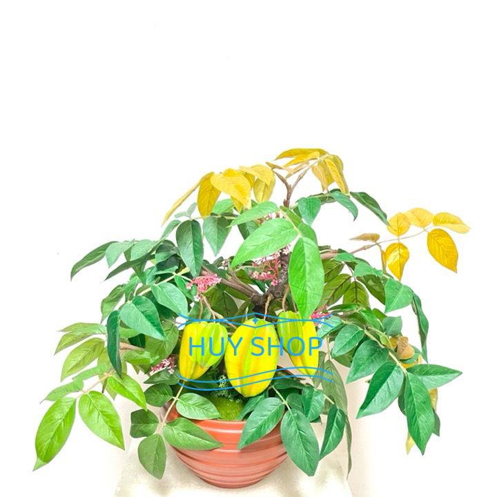 CHẬU CÂY TRÁI KHẾ NHÂN TẠO SỐ 1 TRANG TRÍ NHÀ CỬA