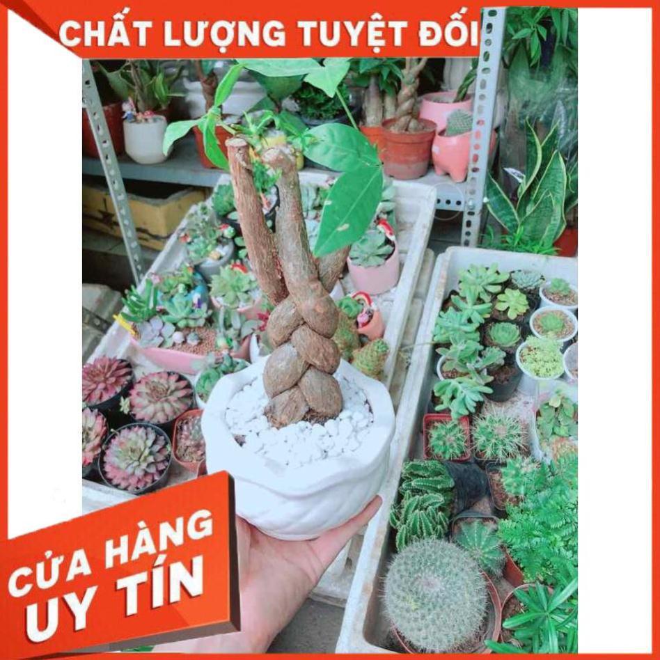 Chậu Kim Ngân 3 Thân Nhiều Người Mua