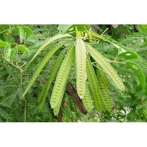 CHẬU CÂY GIỐNG CÂY BỒ KẾT