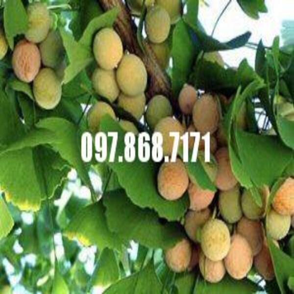 Cây bạch quả