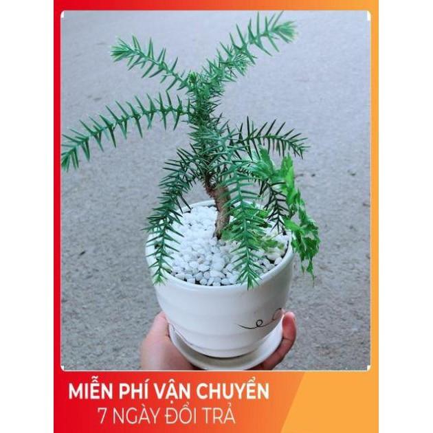 Chậu Tùng Bách Tán