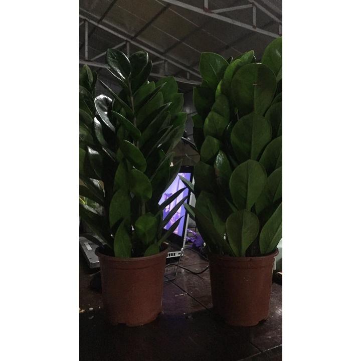 Cây Kim Tiền GỬI ĐI NGUYÊN bầu