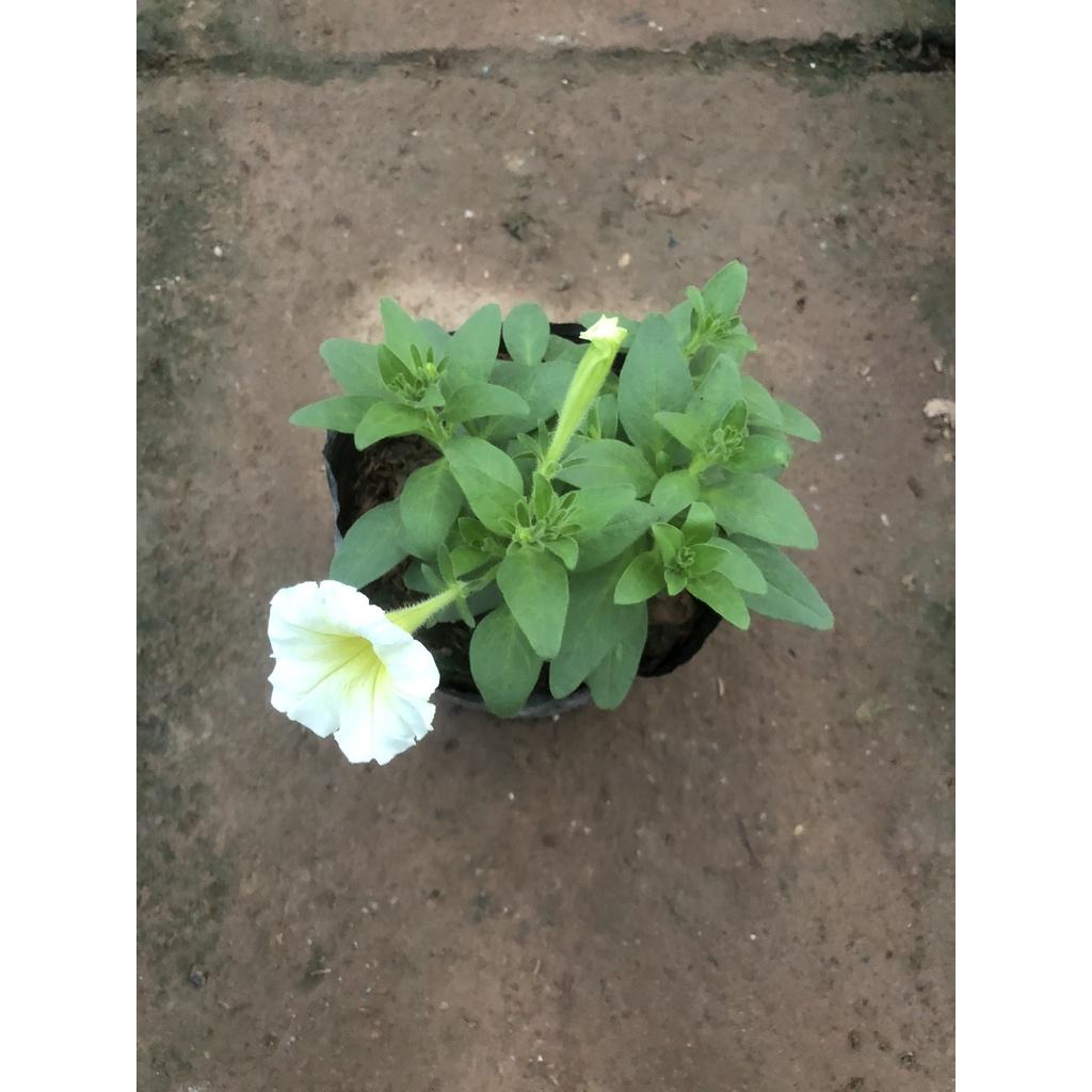 Cây hoa dạ yến thảo F2, chiều cao 15cm sức sống khỏe hoa cực bắt mắt dễ dàng chăm sóc thích hợp trang trí ban công