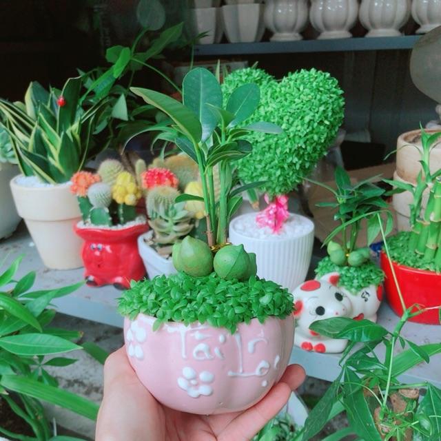 Chậu cây may mắn