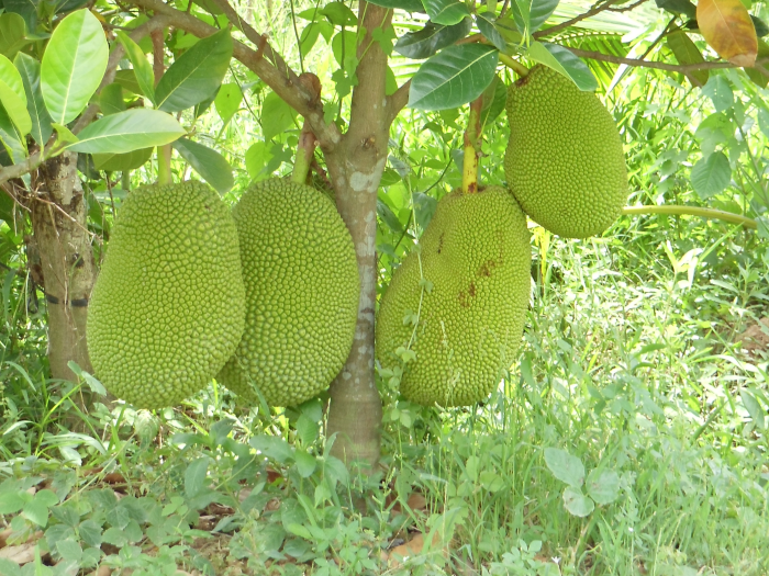 Cây MÍT TỨ QUÝ ghép, cây bầu lớn, cây to khỏe như hình, cam kết giống chuẩn