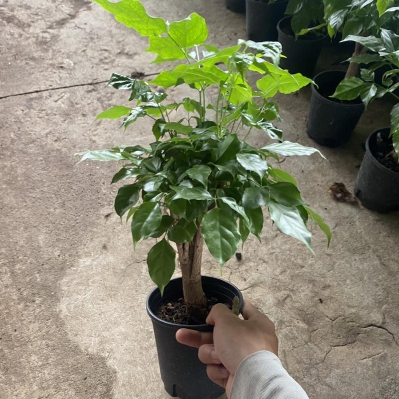 Cây hạnh phúc trồng phong thuỷ mini để bàn lá sum suê