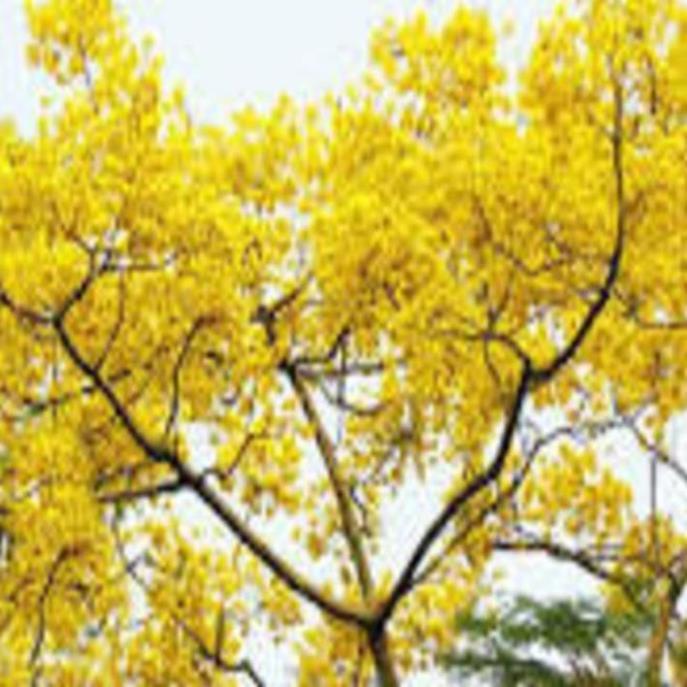 COM BO 2 Cây Phượng vàng , hoa cực đẹp, hiếm, lạ, cây giống gửi đi nguyên bầu
