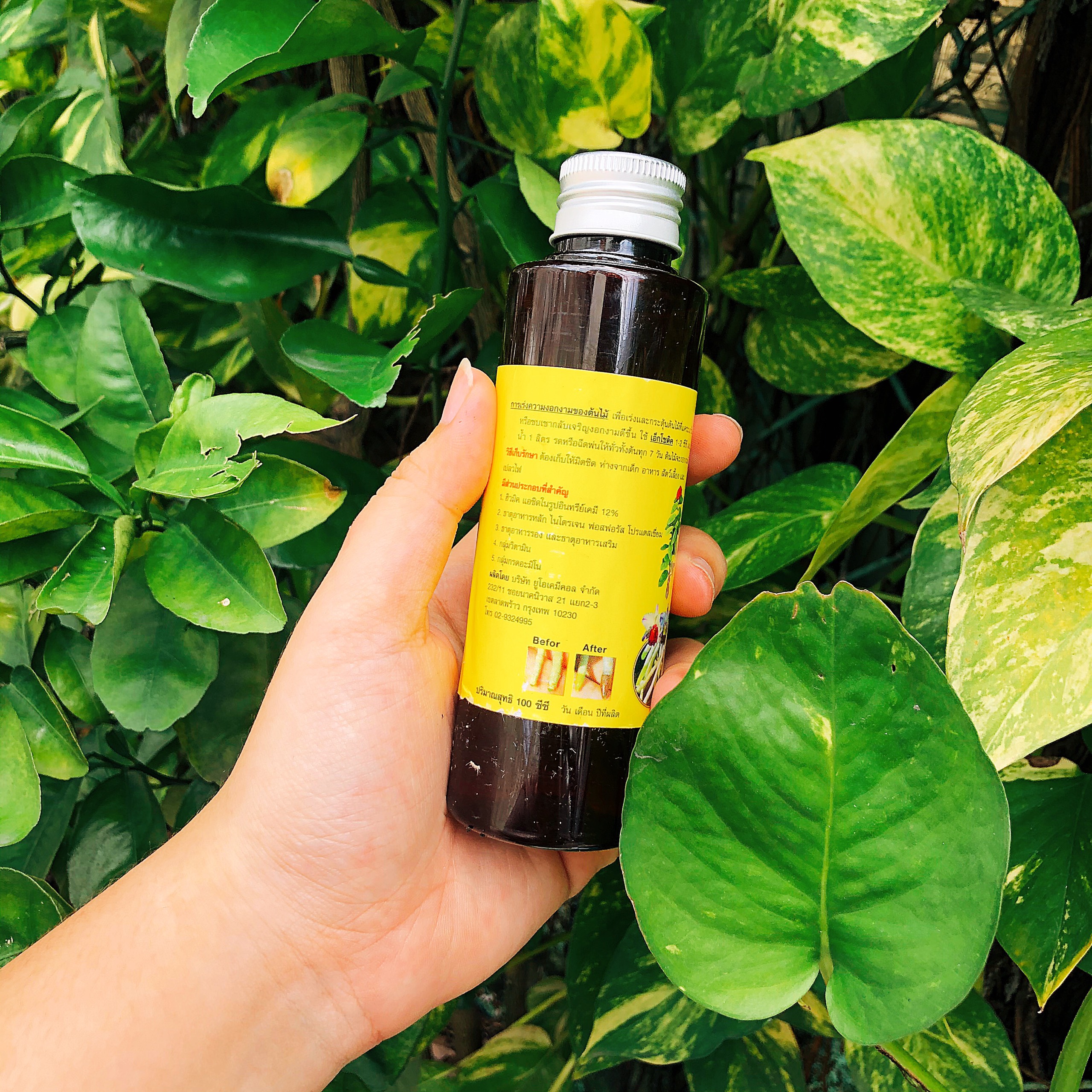 Exotic thái 100ml -ra rễ mạnh - 100 ml