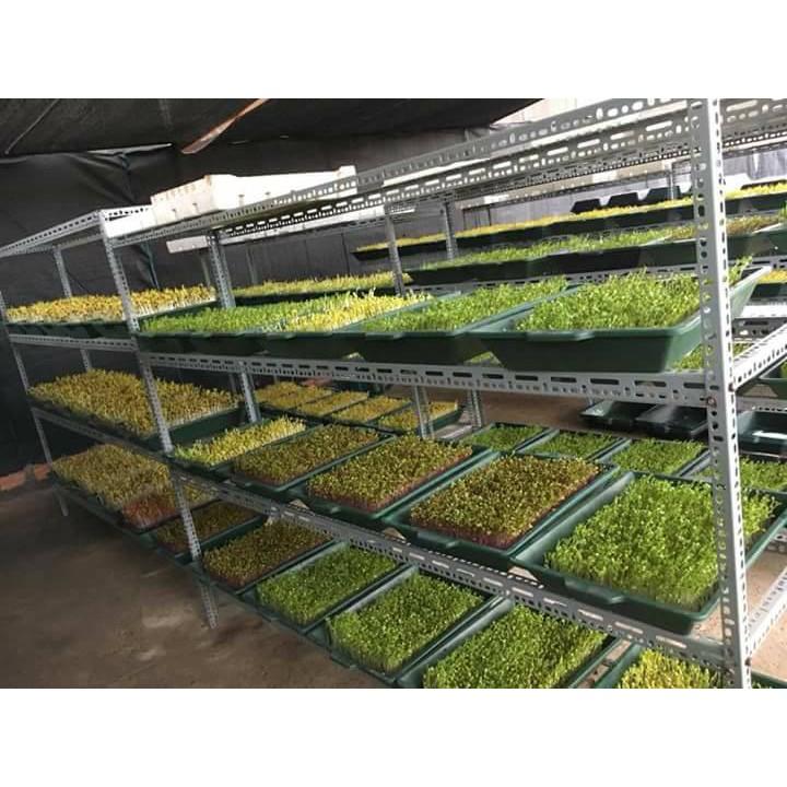 100gr Hạt Giống Rau Muống Mầm