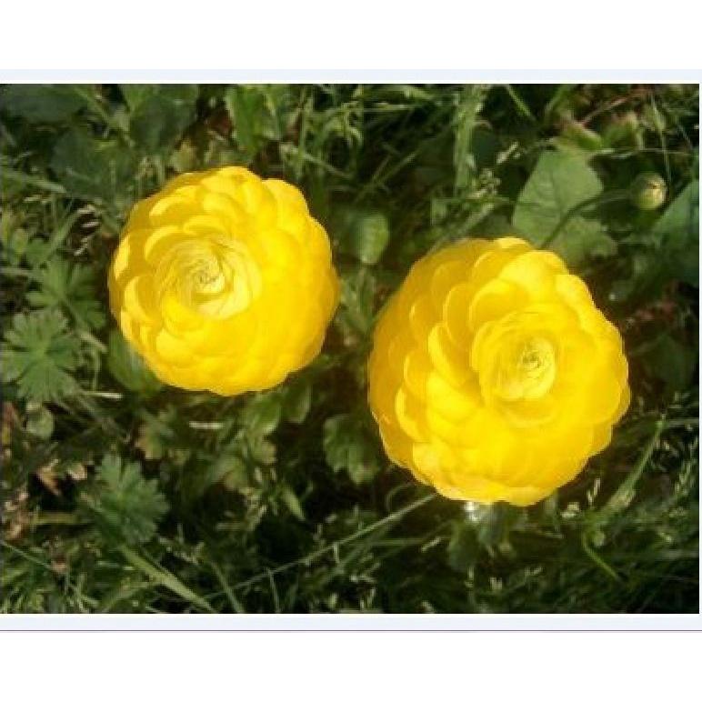 Hạt giống hoa hồng ri ba tư mix màu KNS3425 - Gói 10 hạt