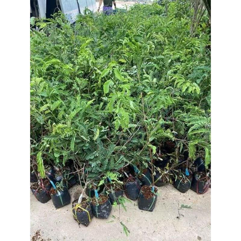 Cây giống cây me chua cao sản