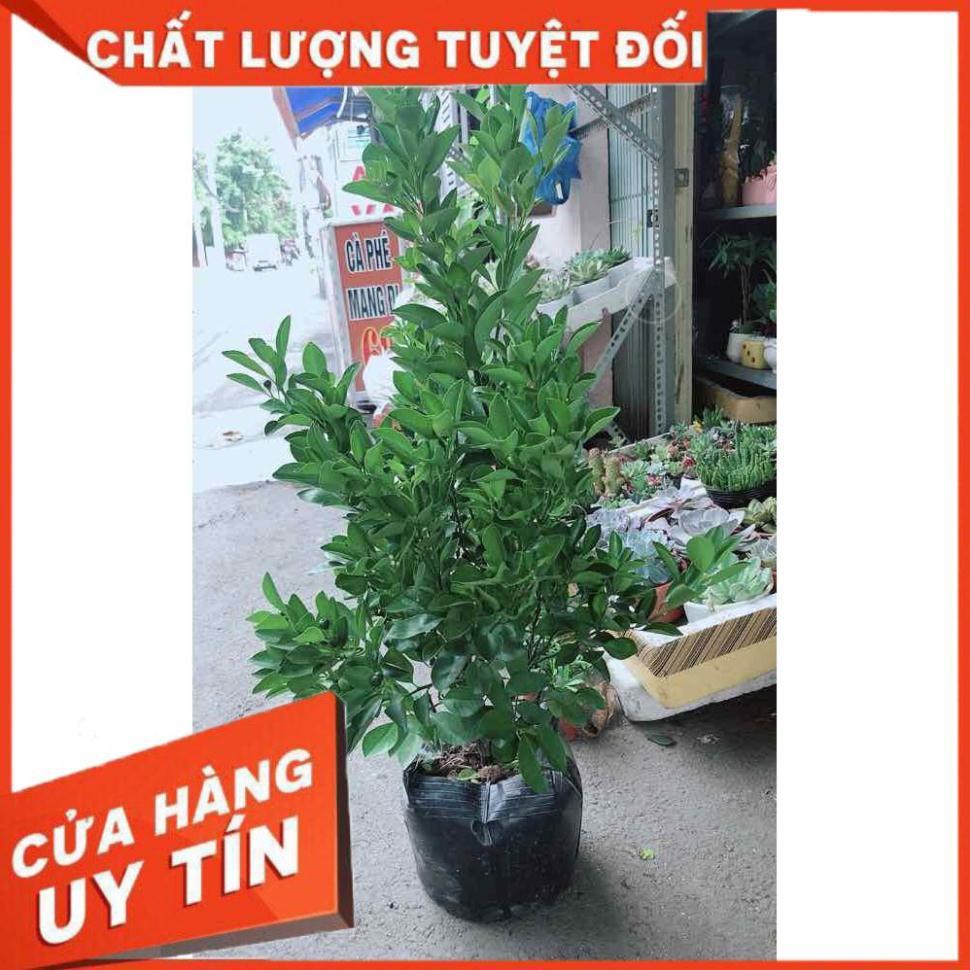 Cây Tắc Kép Cho Nhiều Trái Nhiều Người Mua