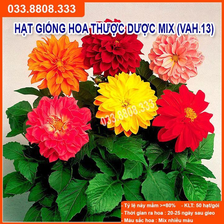 HẠT GIỐNG HOA THƯỢC DƯỢC - TỶ LỆ NẢY MẦM CAO, NHANH THU HOẠCH SIÊU DỄ TRỒNG