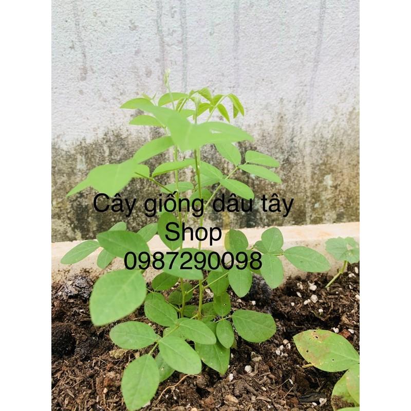 Hạt giống hoa đậu biếc