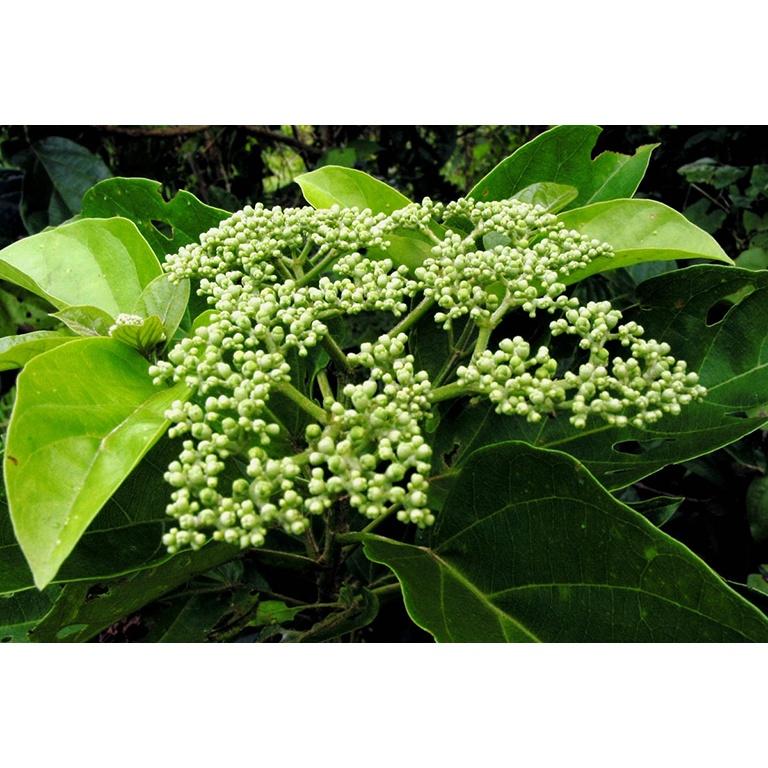 Cây giống vọng cách