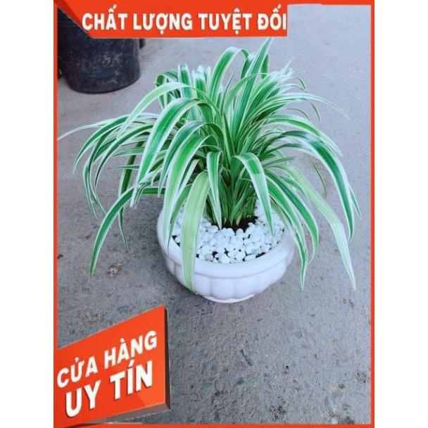 Chậu Lan Chi