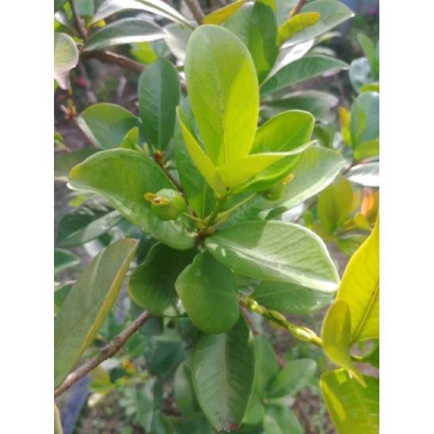 Cây Giống Cherry Brazil Nhiệt Đới - Cây to khỏe cao 80cm